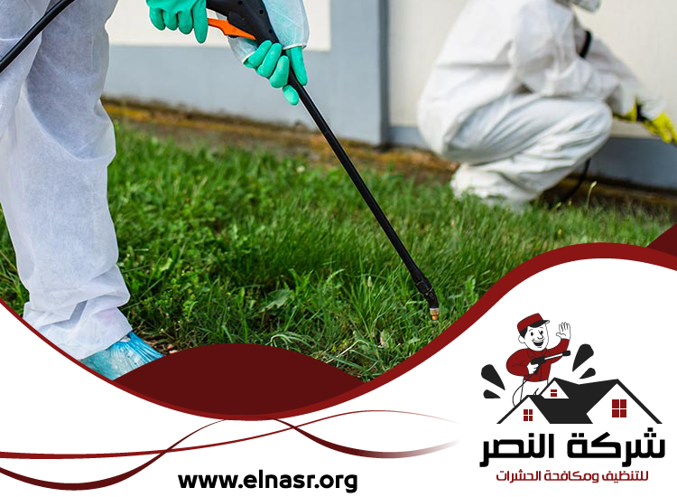 شركة مكافحة الرمة في ابوظبي